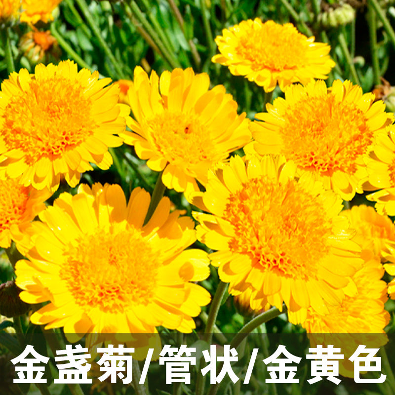 Calendula/Pot Marigold Kablouna Golden NCO05 Flower Seeds