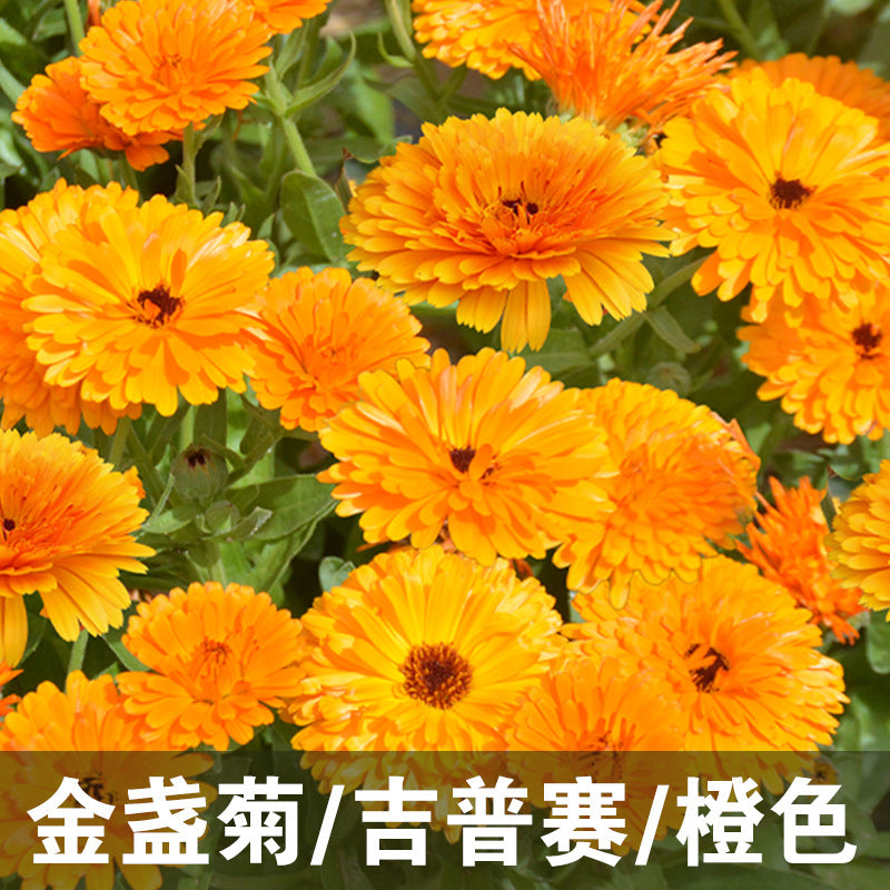 Calendula/Pot Marigold Gitana Orange NCO06 Flower Seeds