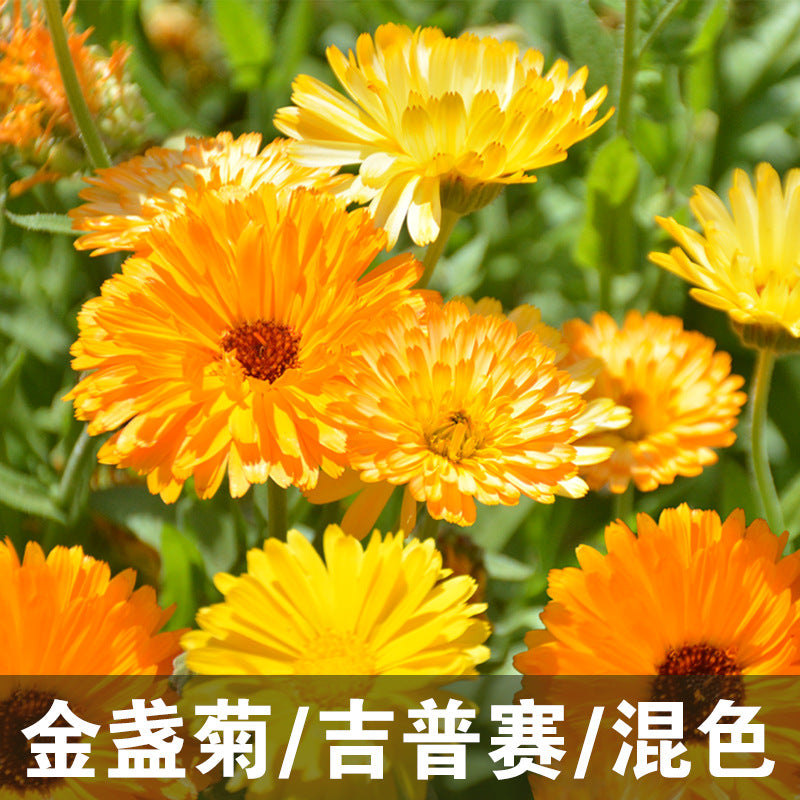 Calendula/Pot Marigold Gitana Mix NCO07 Flower Seeds