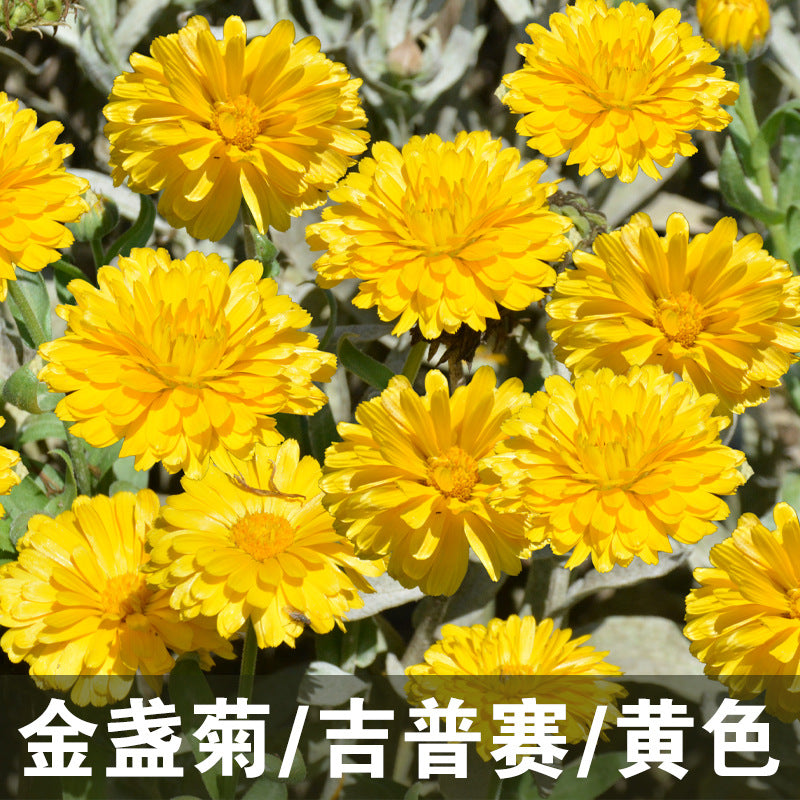 Calendula/Pot Marigold Gitana Yellow NCO08 Flower Seeds