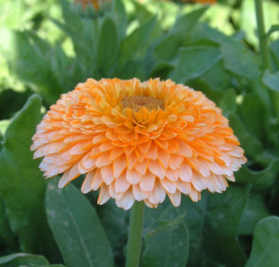 Pot Marigold Pink NCO27 Flower Seeds