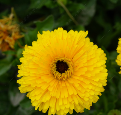 Pot Marigold Double Yellow with Black heart NCO28 Flower Seeds