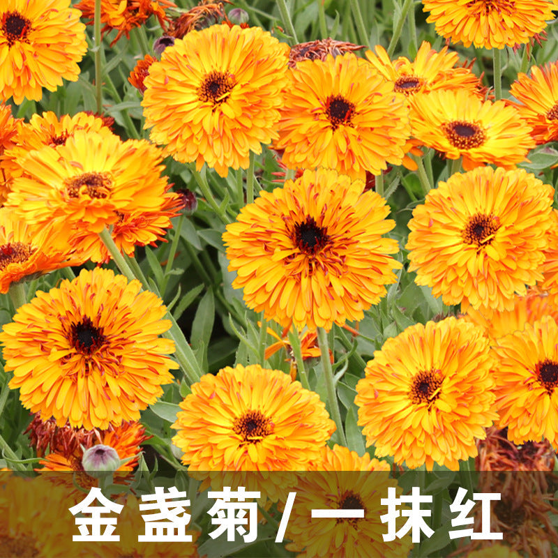 Calendula/Pot Marigold Touch Of Red NCO30 Flower Seeds