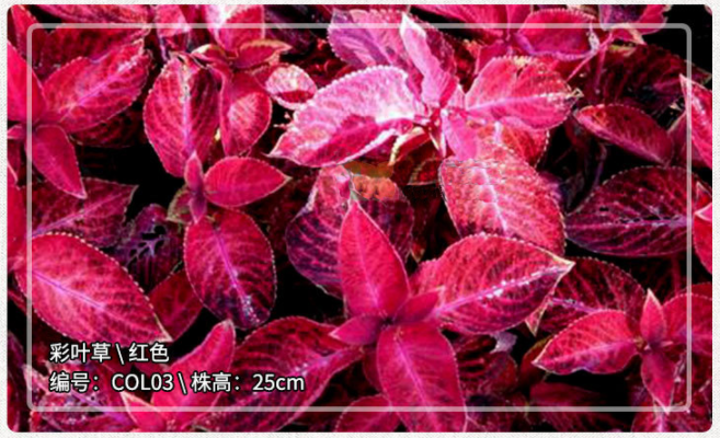 Coleus Red NCOL03 Flower Seeds