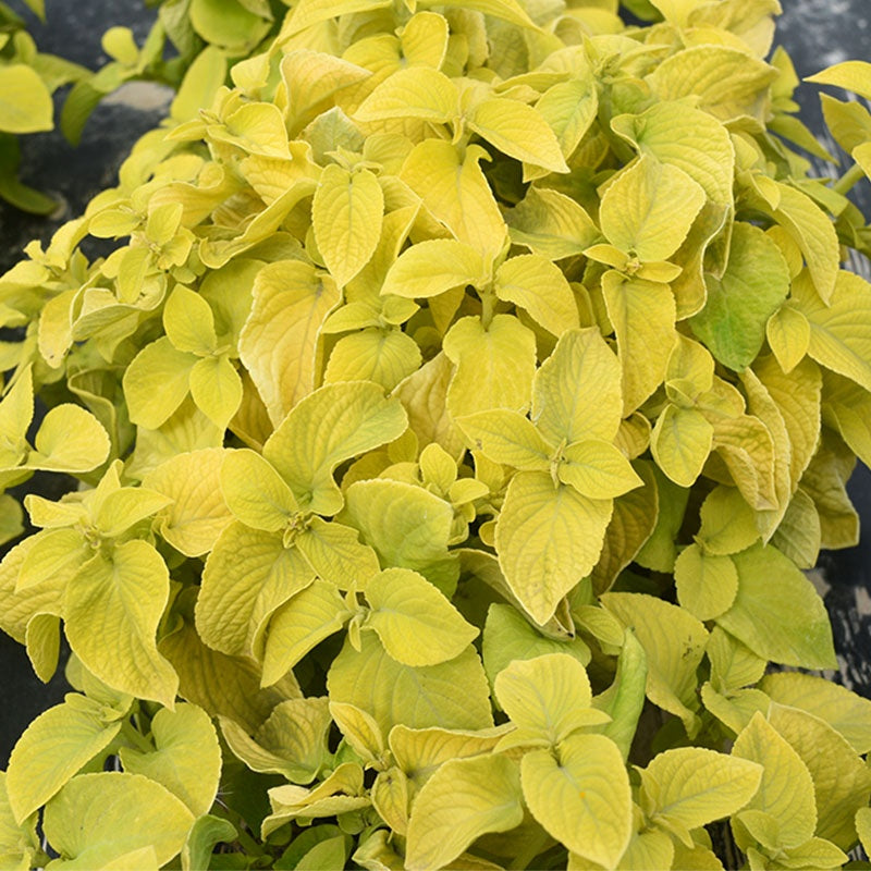 Coleus Golden NCOL05 Flower Seeds