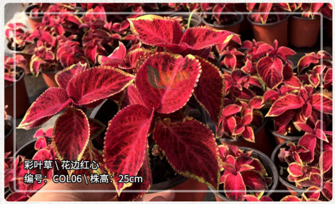 Coleus Red Velvet NCOL06 Flower Seeds