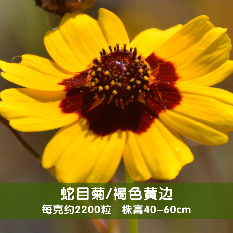 Plains Coreopsis Golden NCOR11 Flower Seeds