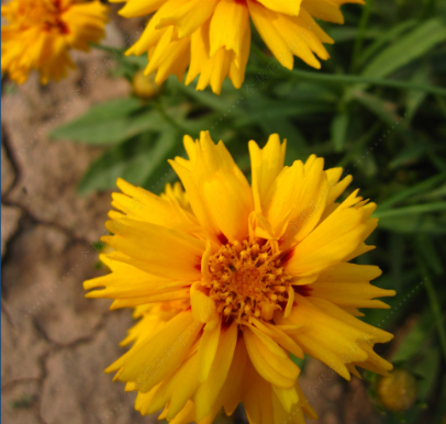 Threadleaf Coreopsis Double Yellow NCOR16 Flower Seeds