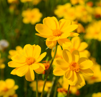 Threadleaf Coreopsis Yellow NCOR18 Flower Seeds