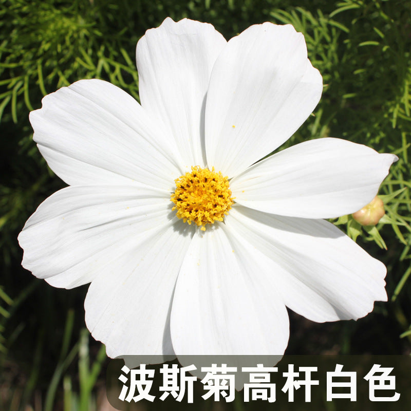 Cosmos Tall White NCP01 Flower Seeds