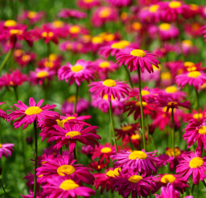 Pyrethrum Red NPC010 Flower Seeds