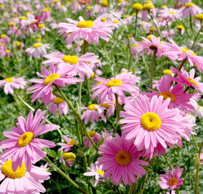 Pyrethrum Pink NPC011 Flower Seeds