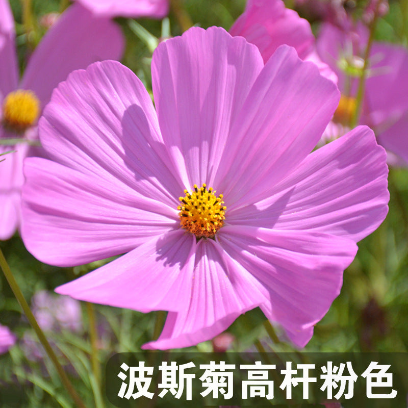 Cosmos Tall Pink NCP03 Flower Seeds