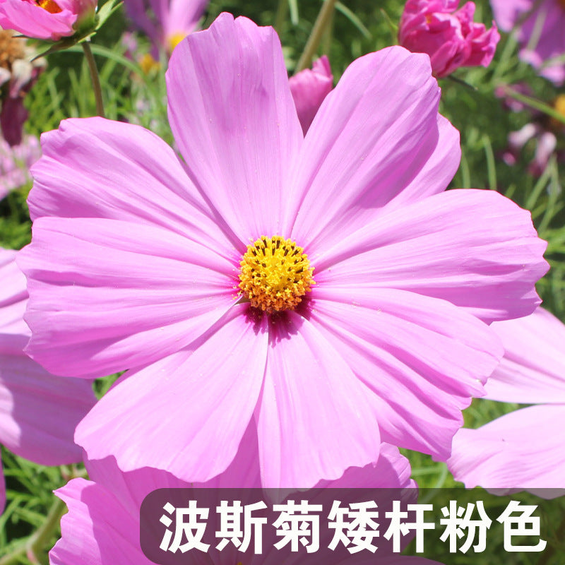 Cosmos Dwarf Pink NCP06 Flower Seeds