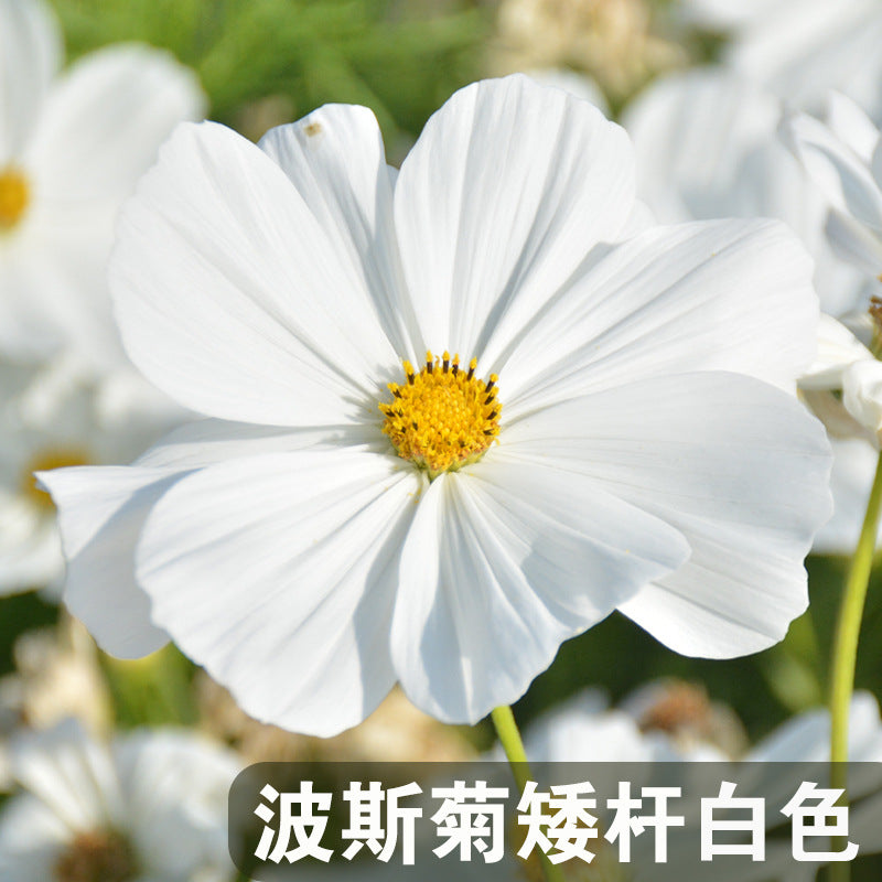 Cosmos Dwarf White NCP07 Flower Seeds