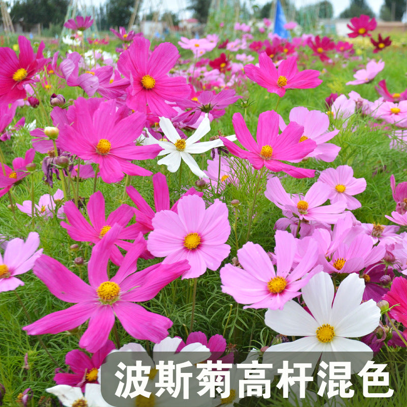 Cosmos Tall Mix NCP08 Flower Seeds