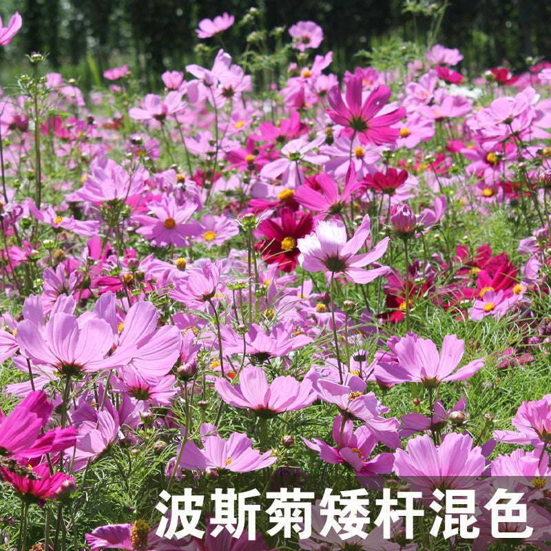 Cosmos Dwarf Mix NCP09 Flower Seeds