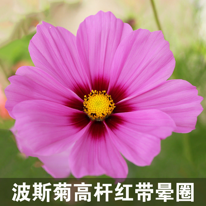 Cosmos Tall Pink With Ring NCP55 Flower Seeds