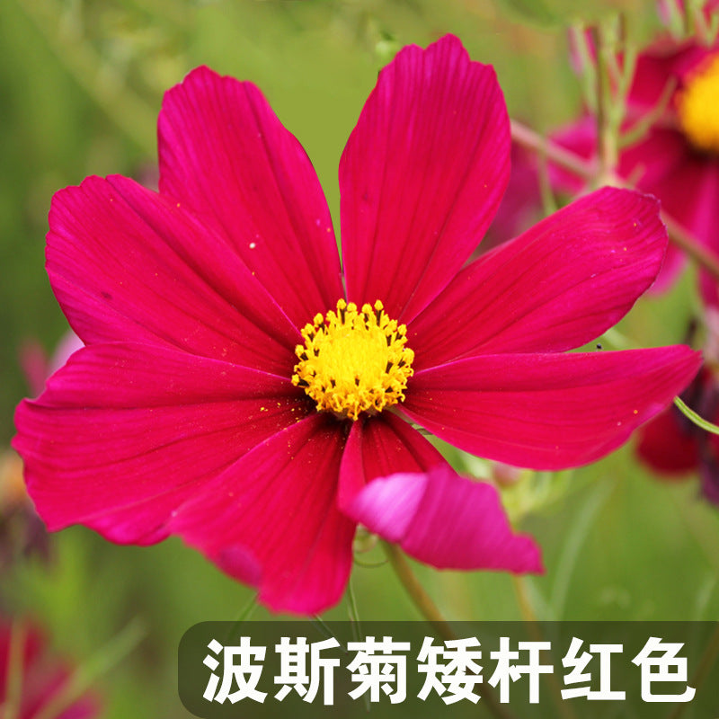 Cosmos Dwarf Red NCP56 Flower Seeds