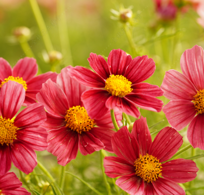 Cosmos Orange red NCP62 Flower Seeds