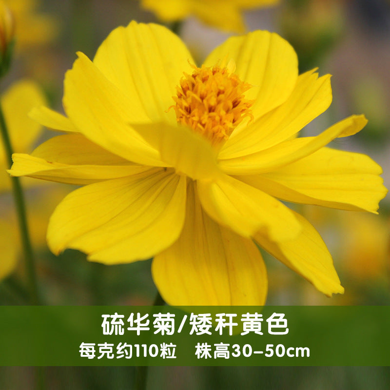 Sulphur Cosmos Dwarf Yellow NCS02 Flower Seeds