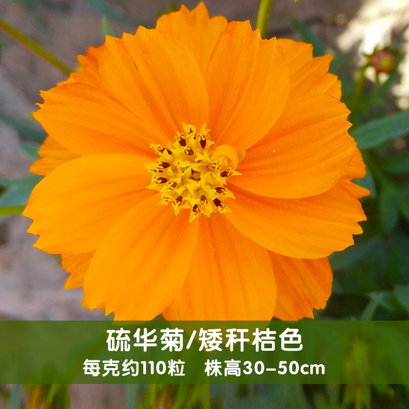 Sulphur Cosmos Dwarf Orange NCS03 Flower Seeds