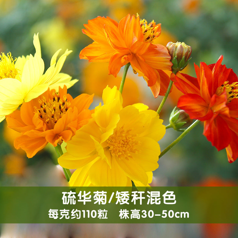 Sulphur Cosmos Dwarf Mix NCS04 Flower Seeds