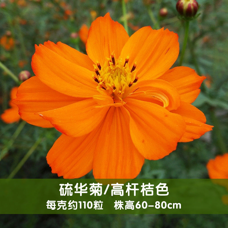 Sulphur Cosmos Tall Orange NCS05 Flower Seeds