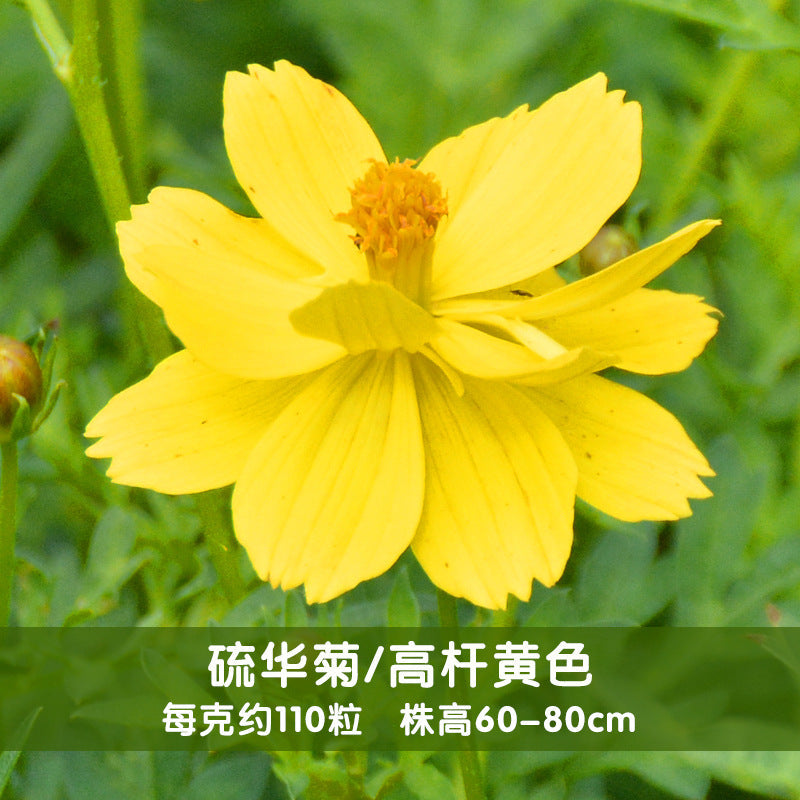 Sulphur Cosmos Tall Yellow NCS06 Flower Seeds