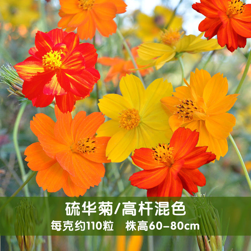 Sulphur Cosmos Tall Mix NCS07 Flower Seeds