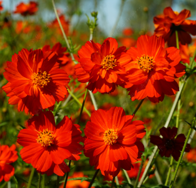 Sulphur Cosmos Tall Red NCS08 Flower Seeds