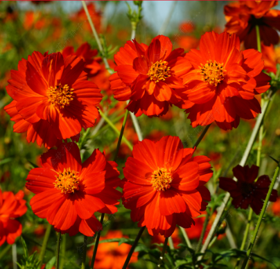 Sulphur Cosmos Dwarf Red NCS09 Flower Seeds