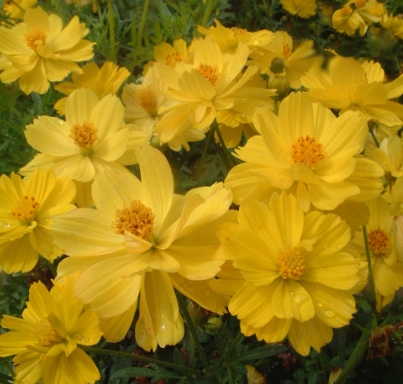 Sulphur Cosmos Dwarf Champagne Yellow NCS10 Flower Seeds