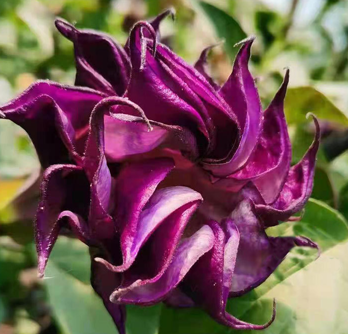 Devil's Trumpet