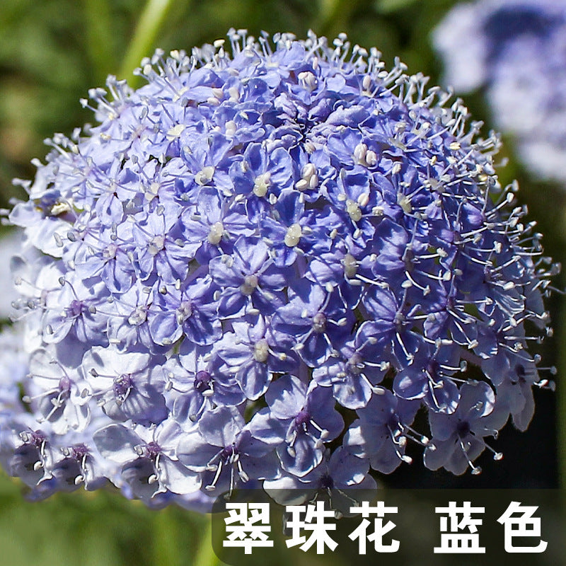 Blue Lace Flower Blue NDC03 Flower Seeds