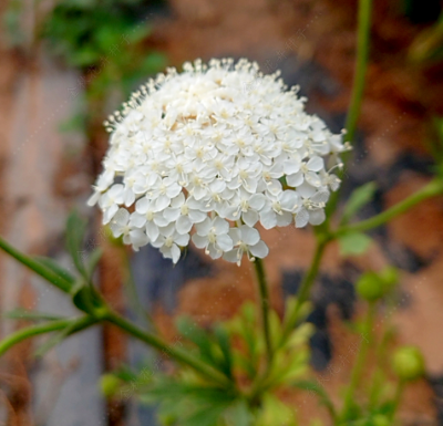 Blue Lace Flower White NDC04 Flower Seeds