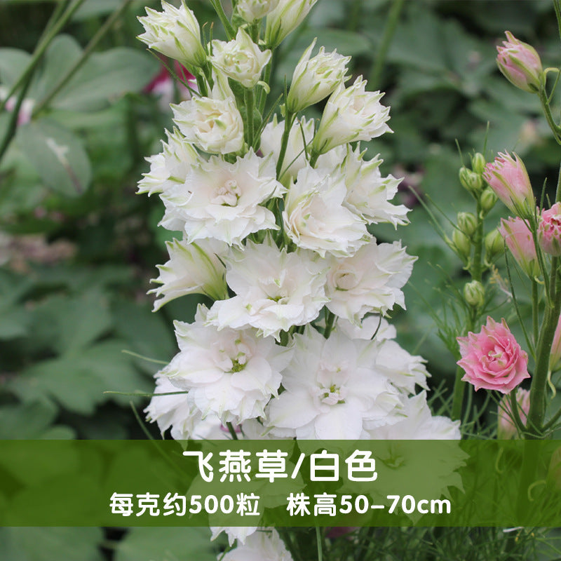 Rocket Larkspur White NDEL01 Flower Seeds