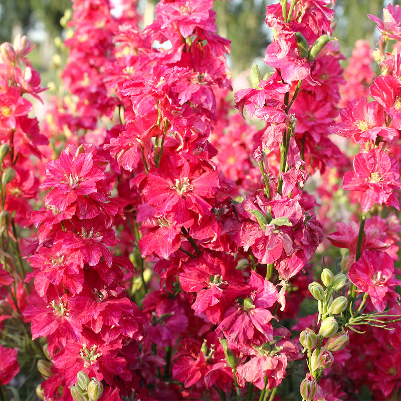 Rocket Larkspur Red NDEL02 Flower Seeds