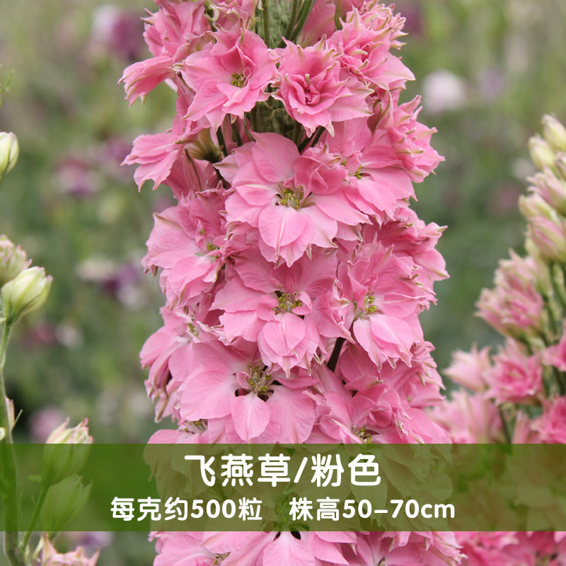 Rocket Larkspur Pink NDEL03 Flower Seeds