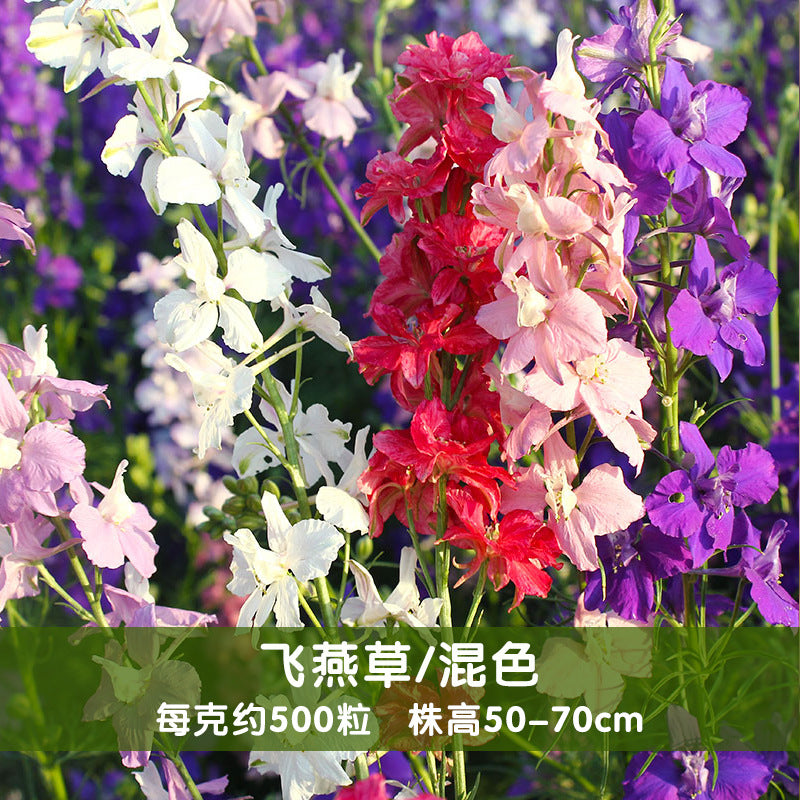 Rocket Larkspur Mix NDEL04 Flower Seeds