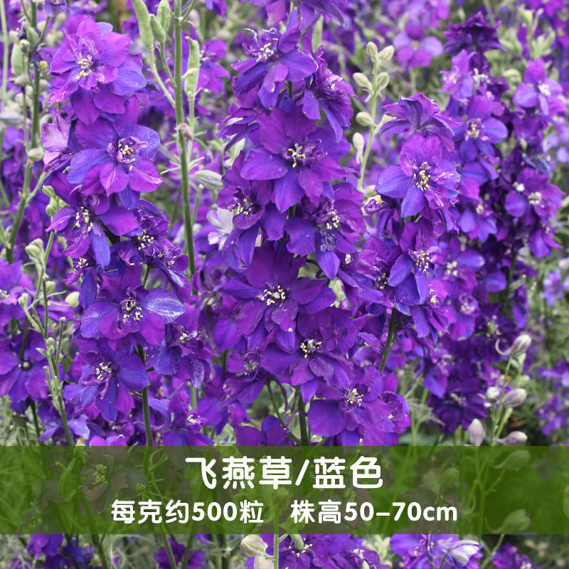 Rocket Larkspur Blue NDEL05 Flower Seeds