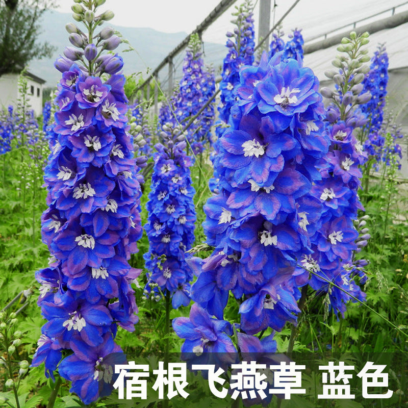 Delphinium/Siberian Larkspur Blue NDEL11 Flower Seeds