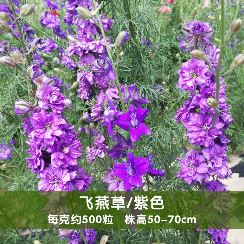 Rocket Larkspur Lilac NDEL25 Flower Seeds