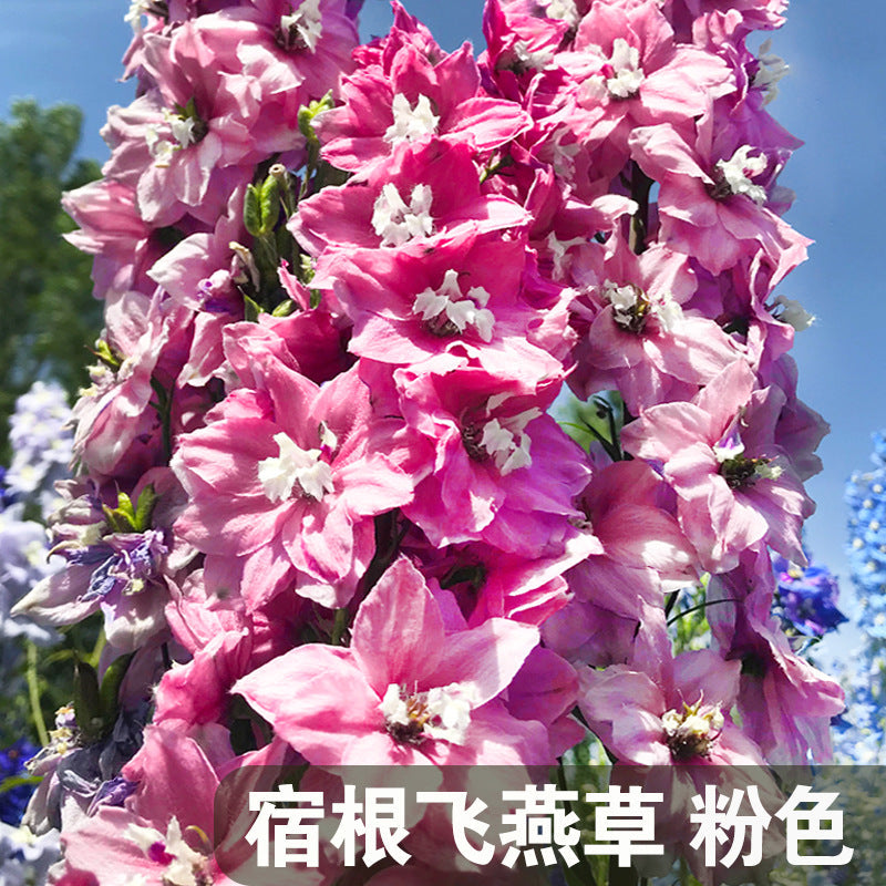 Delphinium/Siberian Larkspur Rose NDEL27 Flower Seeds