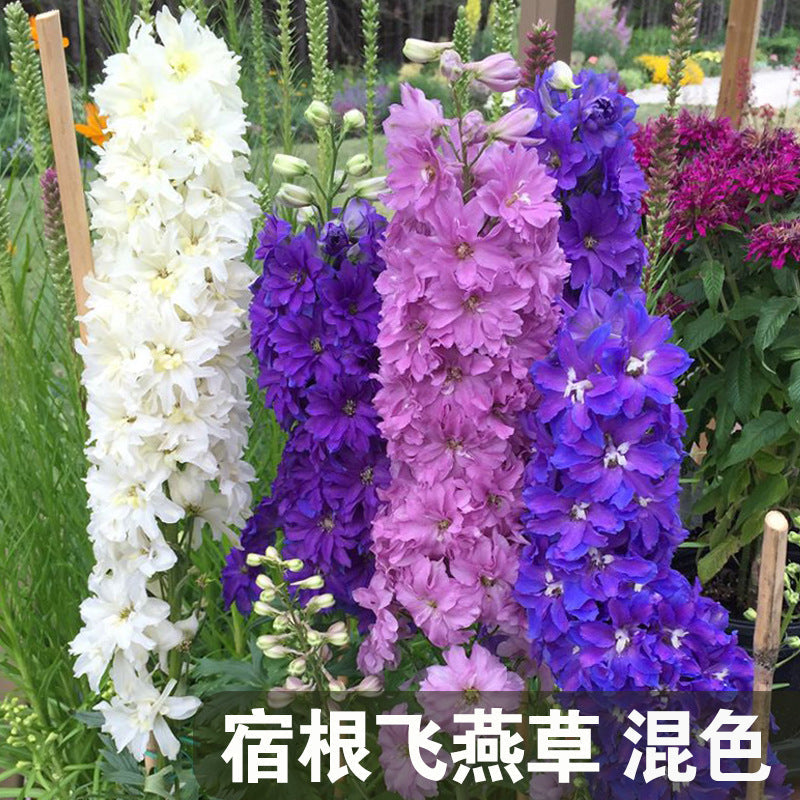 Delphinium/Siberian Larkspur Mix NDEL28 Flower Seeds