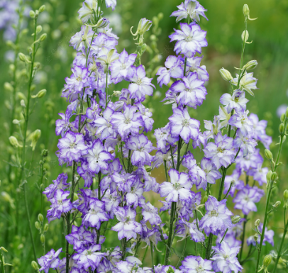 Larkspur Blue White NDEL29 Flower Seeds