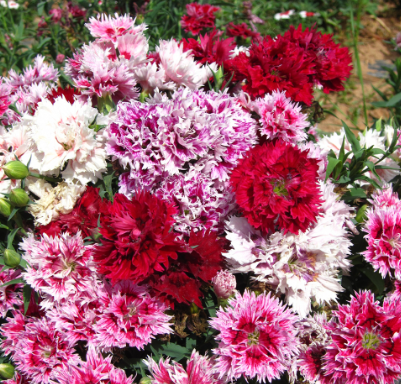 China Pinks Double Mix NDI28 Flower Seeds