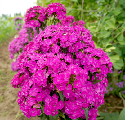 Sweet William Rose NDI29 Flower Seeds