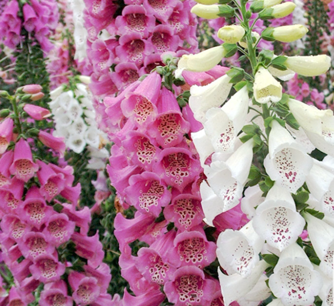 Foxglove Mix NDIG01 Flower Seeds