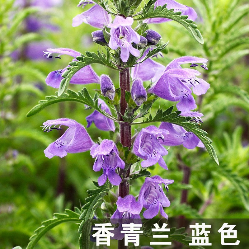 Moldavian Dragonhead Blue NDM01 Flower Seeds